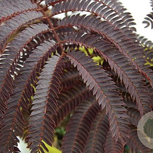 Albizia julibr. Chocolate Fountain 125-150 cm 20L BEVEERD