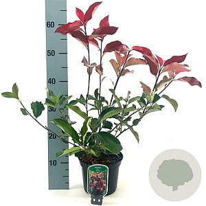 Photinia fraseri 'Camilvy' 40-50 cm 2,0L