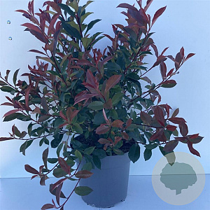Photinia fraseri Carré Rouge 125-150 cm 35L
