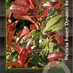 Photinia fraseri Dynamo Red 30-40 cm 2,0L