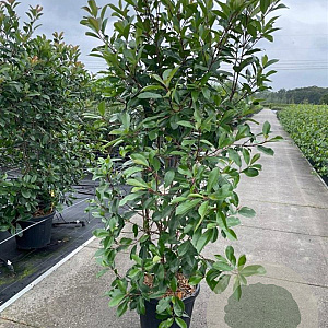 Photinia fraseri 'Red Robin' 200-225 cm 35L