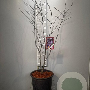 Cercis can. 'Forest Pansy' 100-125 cm 20L