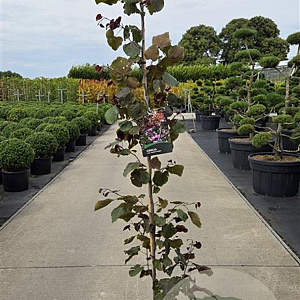 Cercis can. 'Forest Pansy' 175-200 cm 20L