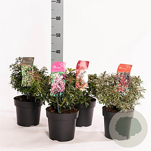 Pieris Gemengd 20-25 cm 2,0L