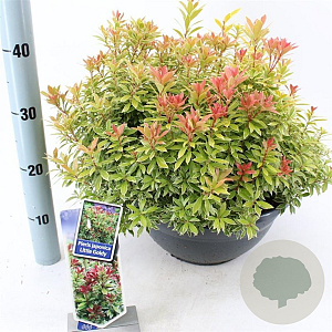 Pieris jap. 'Little Goldy' 30-40 cm 7L