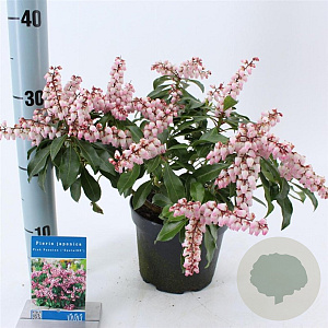 Pieris jap. Pink Passion 20-25 cm 3,0L