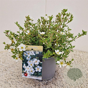 Potentilla f. 'Abbotswood' 25-30 cm 2,5L