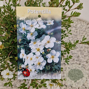 Potentilla f. 'Abbotswood' 25-30 cm 2,5L
