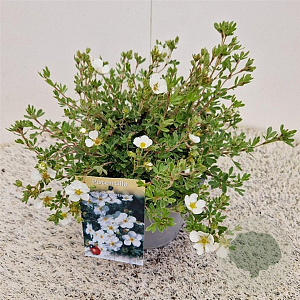 Potentilla f. 'Abbotswood' 25-30 cm 2,5L