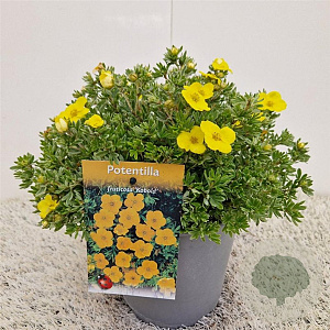 Potentilla f. 'Kobold' 25-30 cm 2,5L