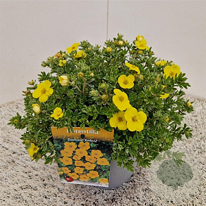 Potentilla f. 'Kobold' 25-30 cm 2,5L