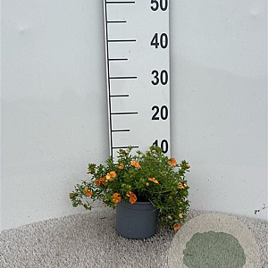 Potentilla f. Marian Red Robin 15-20 cm C1.3