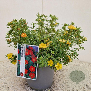 Potentilla f. 'Red Ace' 25-30 cm 2,5L