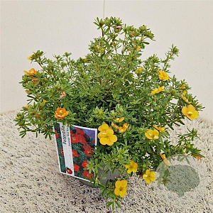 Potentilla f. 'Red Ace' 25-30 cm 2,5L