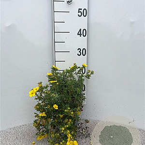 Potentilla f. 'Sommerflor' 25-30 cm C1.3