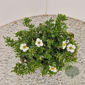 Potentilla f. 'Tilford Cream' 25-30 cm 2,5L
