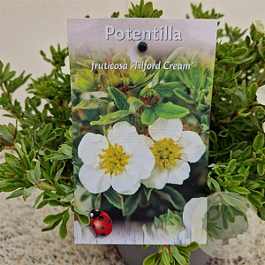 Potentilla f. 'Tilford Cream' 25-30 cm 2,5L