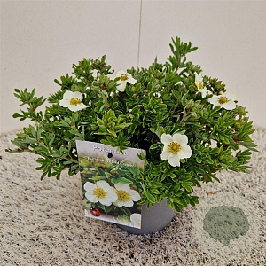 Potentilla f. 'Tilford Cream' 25-30 cm 2,5L
