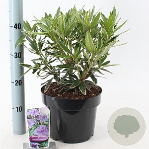 Rhododendron pont. 'Variegatum' 30-40 cm 5,0L