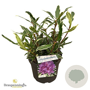 Rhododendron pont. 'Variegatum' 30-40 cm 5,0L
