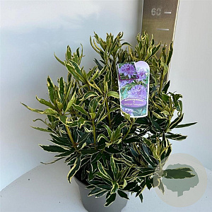 Rhododendron pont. 'Variegatum' 30-40 cm 5,0L