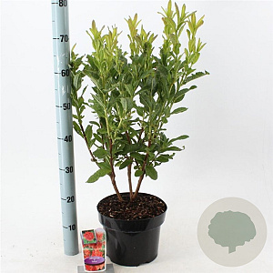 Rhododendron (AK) 'Satan' 30-40 cm 5,0L