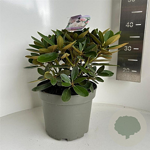 Rhododendron (Y) 'Schneekrone' 30-40 cm 5,0L