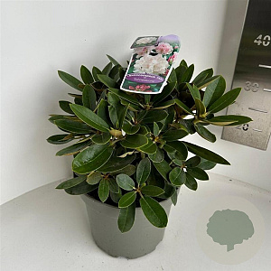 Rhododendron (Y) 'Schneekrone' 30-40 cm 5,0L