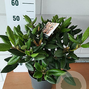 Rhododendron 'Virginia Richards' 30-40 cm 5,0L