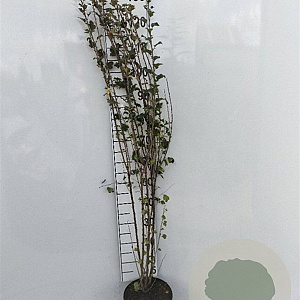 Ribes alpinum 100-125 cm 5,0L