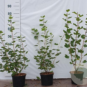 Ribes sanguineum 30-40 cm 2,0L