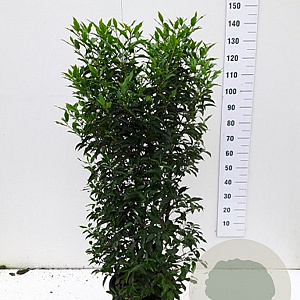 Prunus l. 'Angustifolia' 125-150 cm 20L