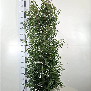 Prunus l. 'Angustifolia' 150-175 cm 20L
