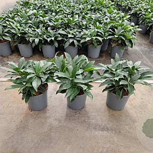 Skimmia japonica reevesiana 25-30 cm 2,5L