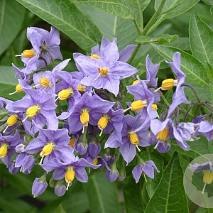Solanum crispum 'Glasnevin' 60-80 cm C1.5 met stok