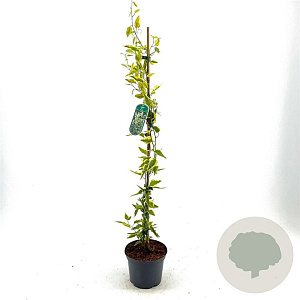 Solanum dulcamara 'Variegatum' 60-80 cm 2,0L