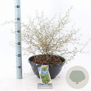 Sophora 'Little Baby' 30-40 cm 7L