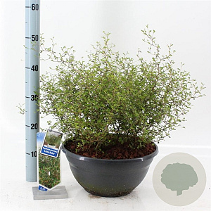 Sophora 'Little Baby' 30-40 cm 7L