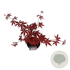 Acer pal. 'Bloodgood' 50-60 cm 5,0L