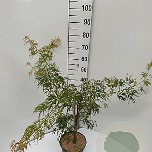Acer pal. 'Dissectum' 30-40 cm 5,0L