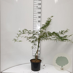 Acer pal. 'Dissectum' 30-40 cm 5,0L