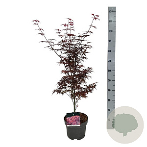 Acer pal. 'Skeeter's Broom' 50-60 cm 5,0L