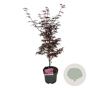 Acer pal. 'Skeeter's Broom' 50-60 cm 5,0L