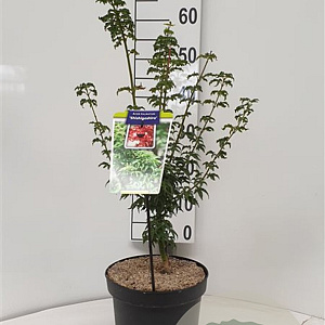 Acer pal. 'Shishigashira' 40-50 cm 5,0L