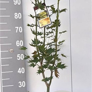 Acer shirasawanum 'Jordan' 60-80 cm 5,0L
