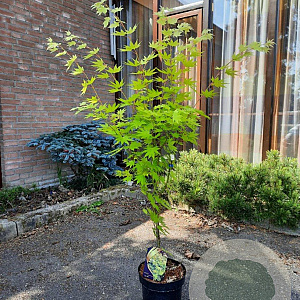 Acer shirasawanum 'Jordan' 60-80 cm 5,0L
