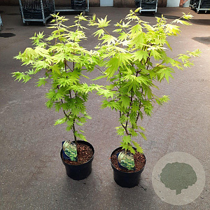Acer shirasawanum 'Jordan' 60-80 cm 5,0L