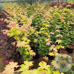 Acer shirasawanum 'Jordan' 60-80 cm 5,0L