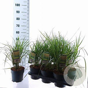 Calamagrostis acut. 'Karl Foerster' 30-40 cm 2,5L