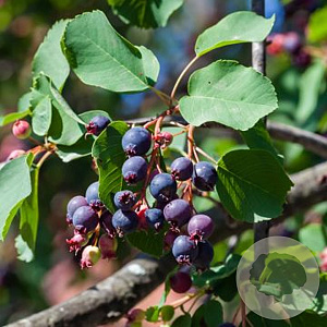 Amelanchier aln. 'Thiessen' GM 2,0L